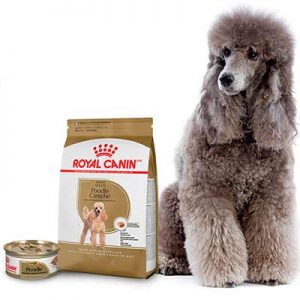 Free Royal Canin Poodle Adult Dry Dog Food and Poodle Loaf In Sauce Canned Dog Food